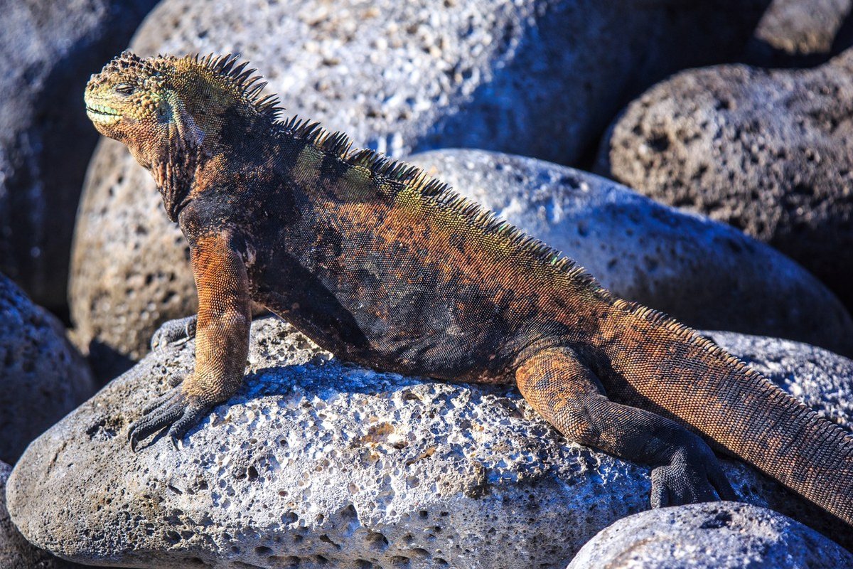 Kỳ nhông biển phơi nắng trên các bãi đá cạnh bờ biển.