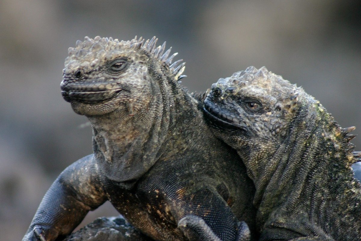 Kỳ nhông biển Galápagos (Amblyrhynchus cristatus albemarlensis). Ảnh chụp trên đảo Isabela.