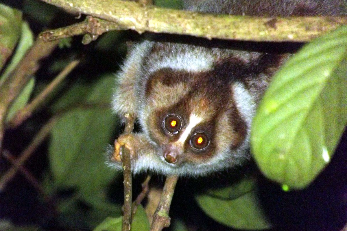 Slow Loris (Nycticebus kayan) in Sabah, Borneo
