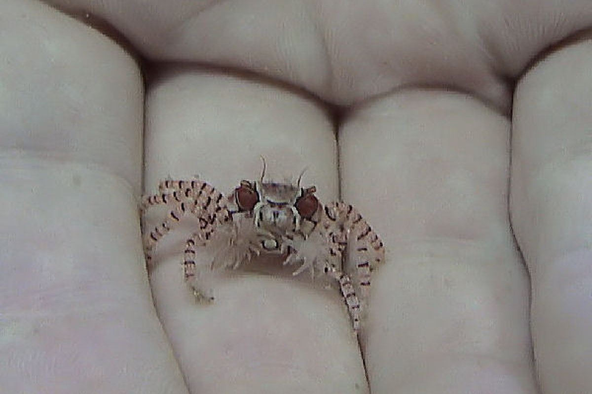 Cua võ sĩ (cua pom pom) cận cảnh nhỏ xíu bằng ngón tay người trưởng thành.