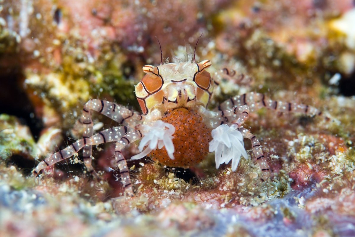 Cua võ sĩ cái đang mang trứng - Lybia tesselrata