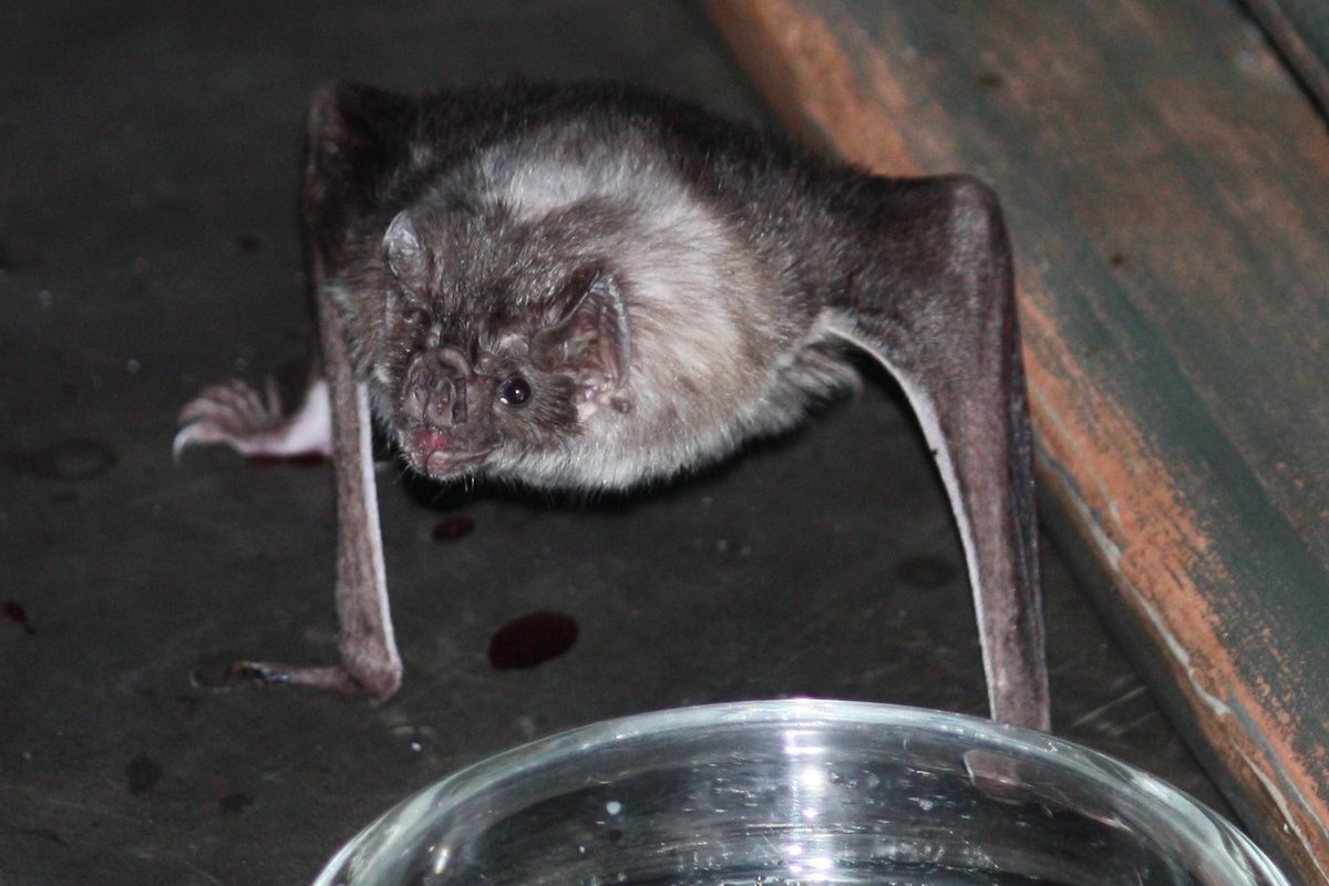 Vampire Bat at the Louisville Zoo