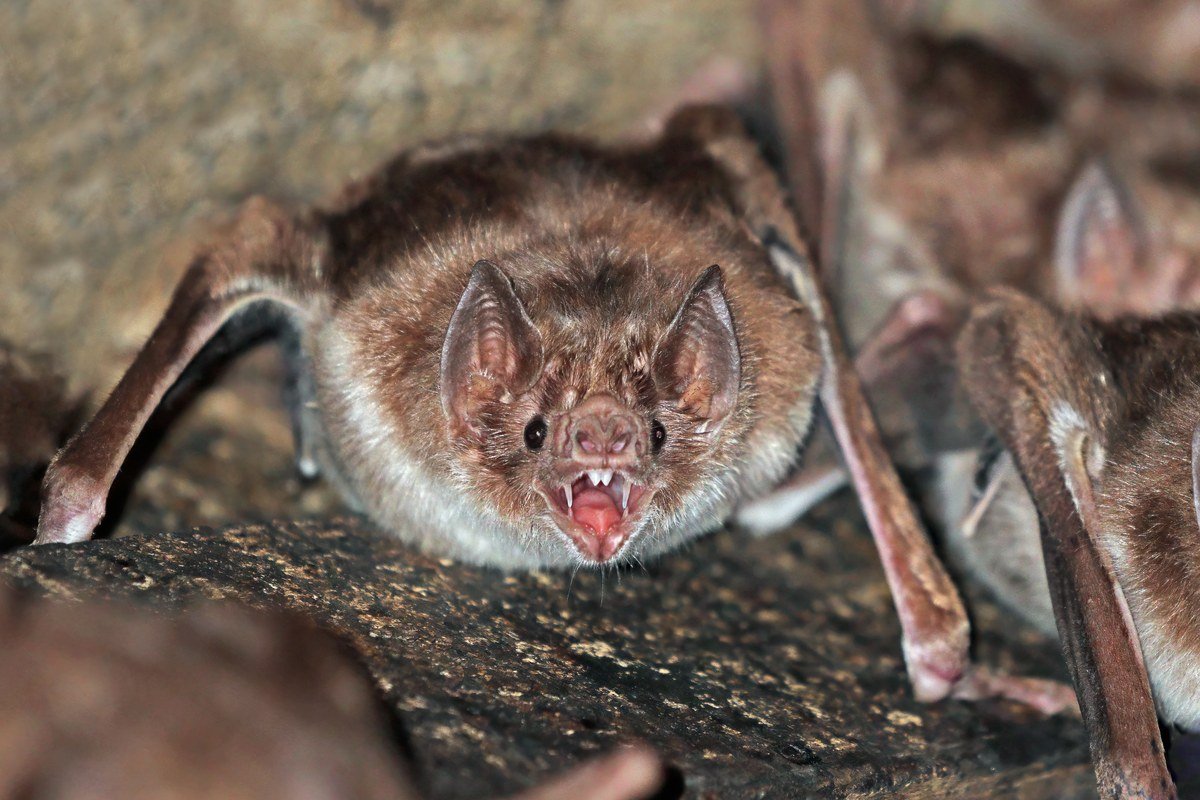 Common vampire bat (Desmodus rotundus) Rio Negro, Mato Grosso do Sul, Brazil