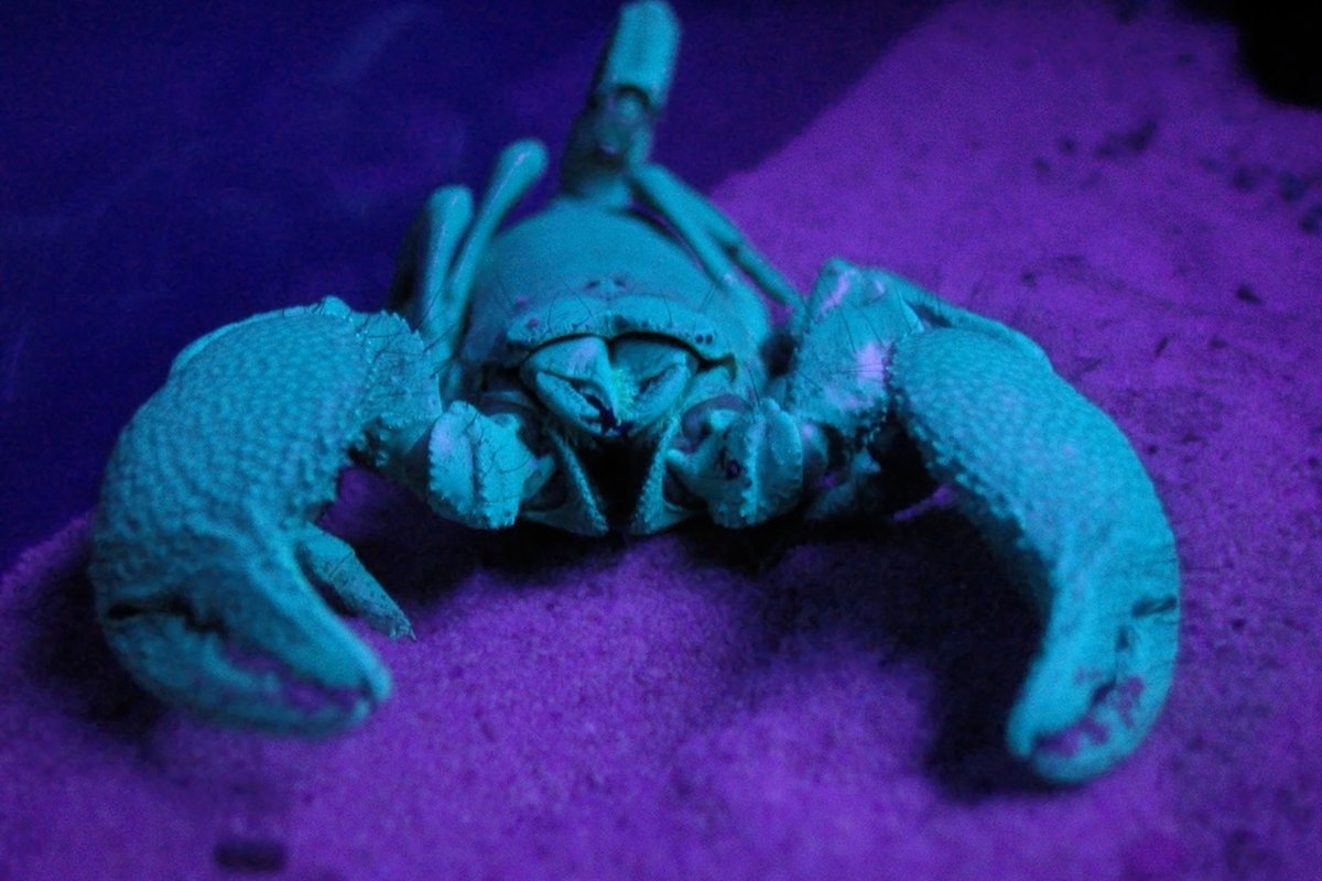 Photograph taken by Jonbeebe 06:41, 27 January 2007 (UTC)  This en:scorpion is black when viewed under normal lighting. 