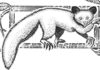 Khỉ aye-aye: Sinh vật mang “ngón tay tử thần” và tửu lượng đáng gờm khỉ aye-aye