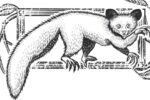 Khỉ aye-aye: Sinh vật mang "ngón tay tử thần" và tửu lượng đáng gờm