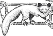 Khỉ aye-aye: Sinh vật mang “ngón tay tử thần” và tửu lượng đáng gờm khỉ aye-aye