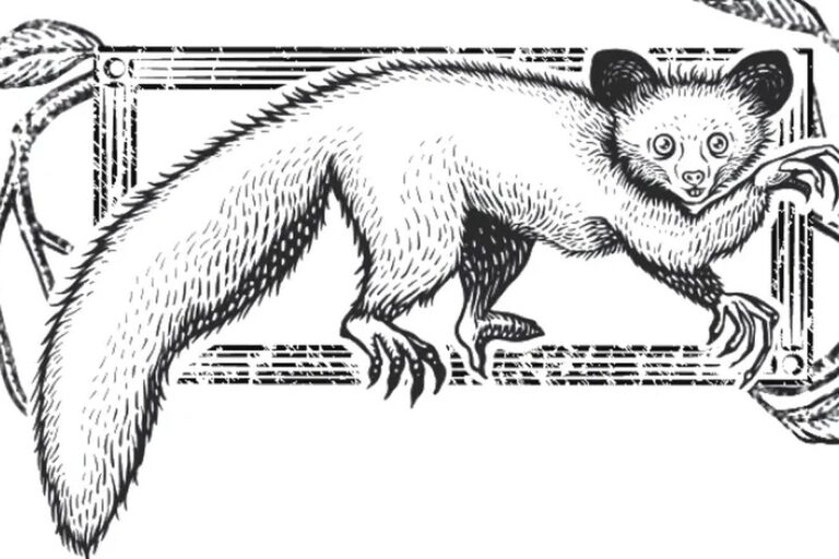 Khỉ aye-aye: Sinh vật mang "ngón tay tử thần" và tửu lượng đáng gờm