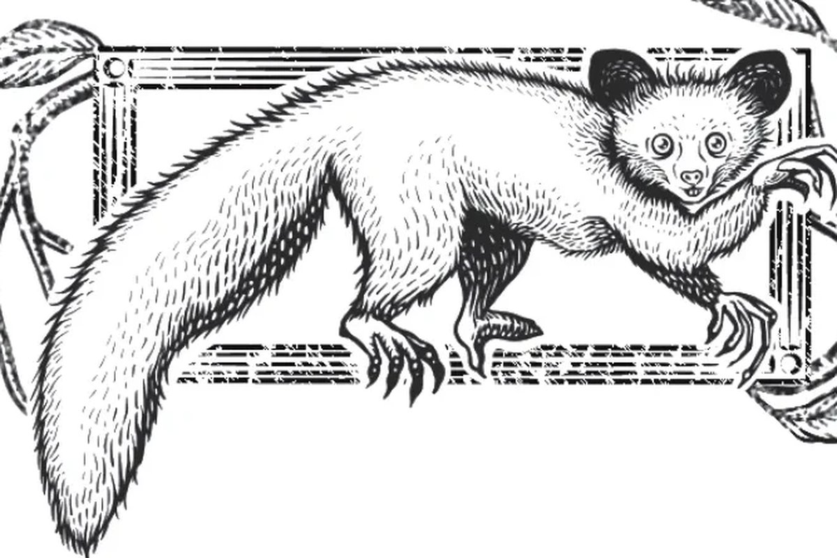Khỉ aye-aye: Sinh vật mang "ngón tay tử thần" và tửu lượng đáng gờm