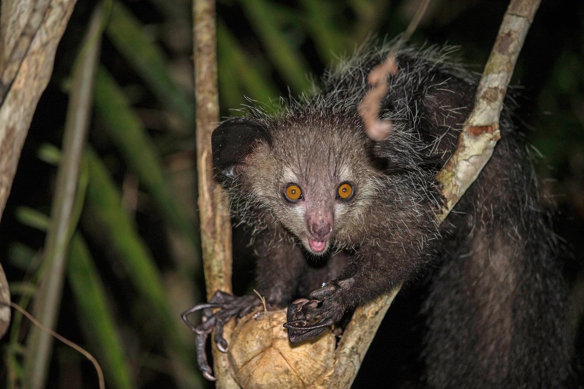 Wild aye aye.