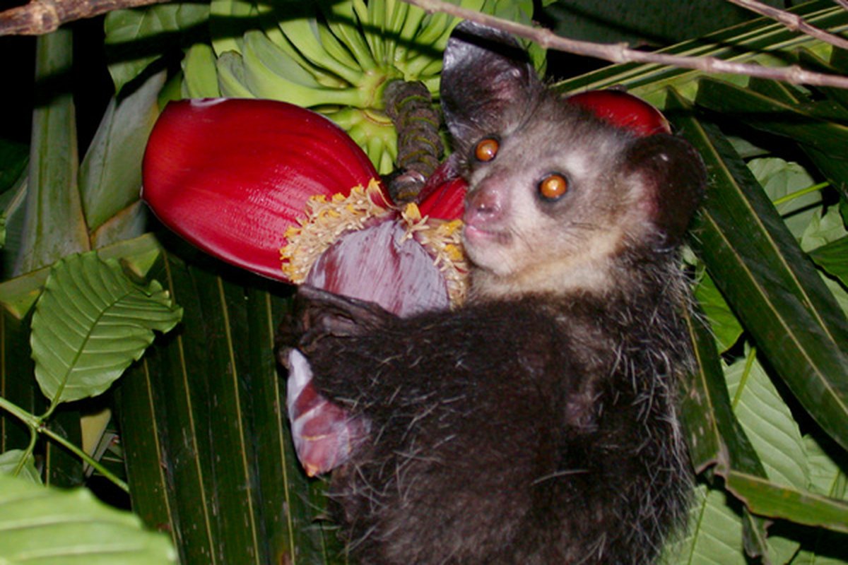 Aye-aye (Daubentonia madagascariensis)