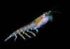 Krill Nam Cực: Hành trình lột xác dưới lớp băng và sứ mệnh nuôi sống đại dương Loài nhuyễn thể Nam Cực Euphausia superba.