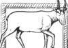 Linh dương Saiga: Chiếc mũi vòi voi và thảm kịch sụp đổ giới tính linh dương Saiga