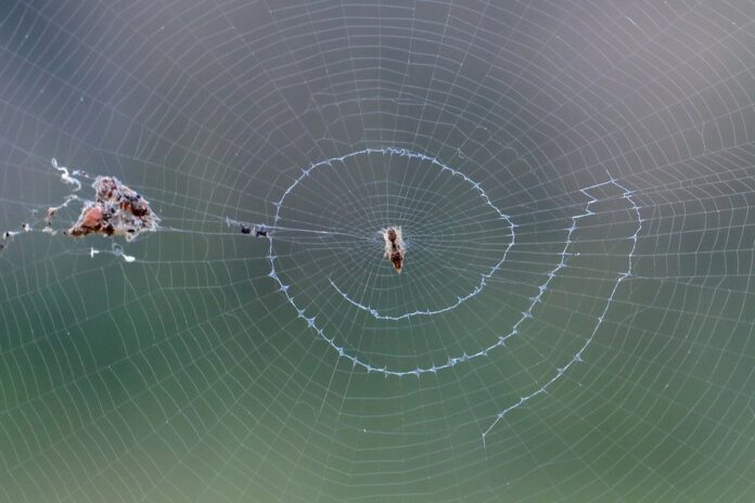 Loài nhện Cyclosa và lớp trang trí mạng stabilimentum ở bắc Queensland, Australia