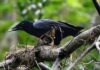 Quạ New Caledonia và trí thông minh sánh ngang vượn người Quạ New Caledonian (Corvus moneduloides)