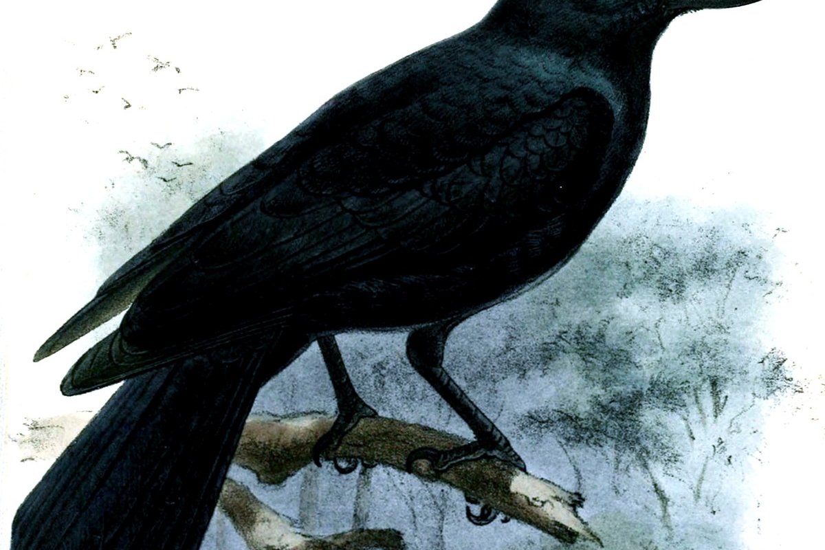 Corvus moneduloides, New Caledonian Crow