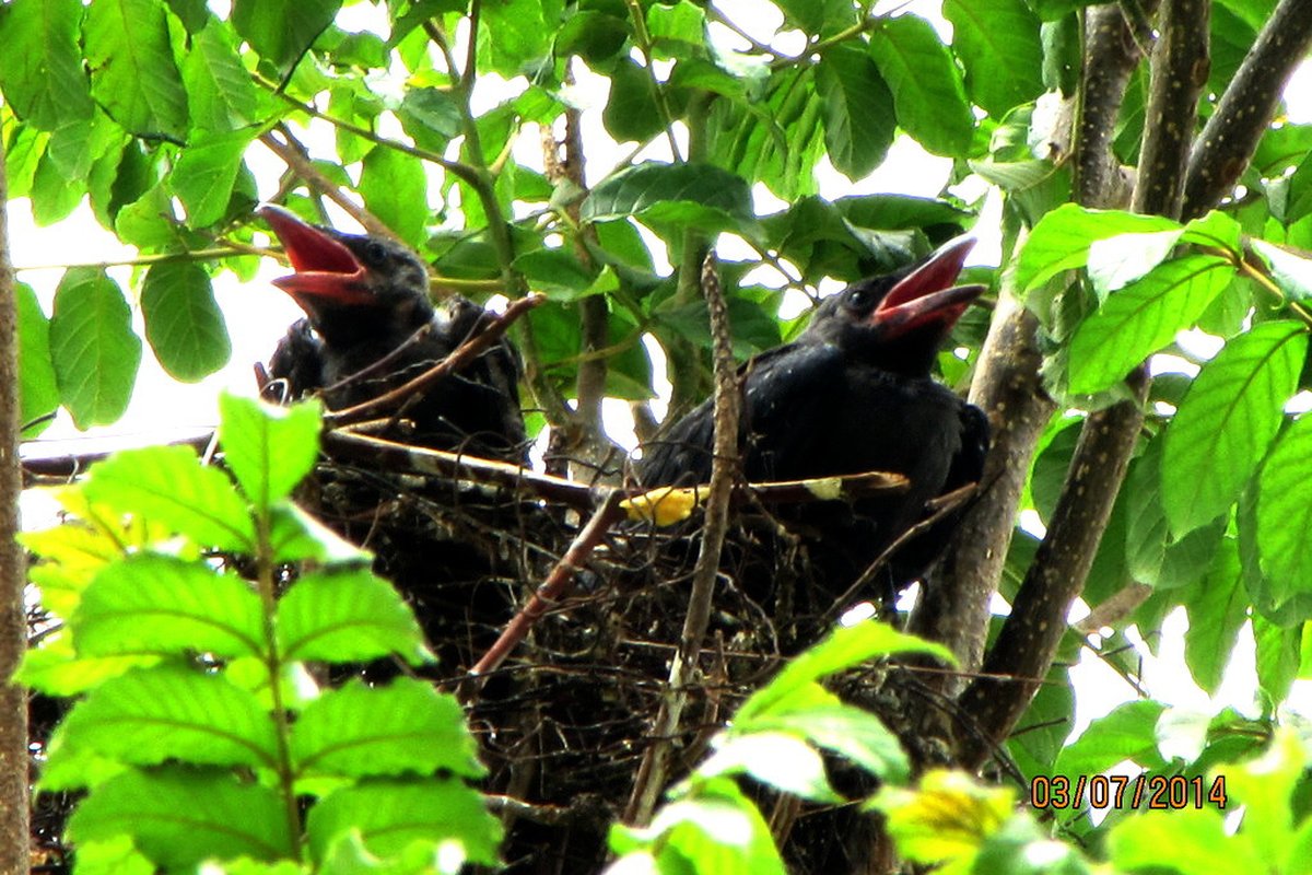 Crow Nestlings ready to fledge, Pune, India