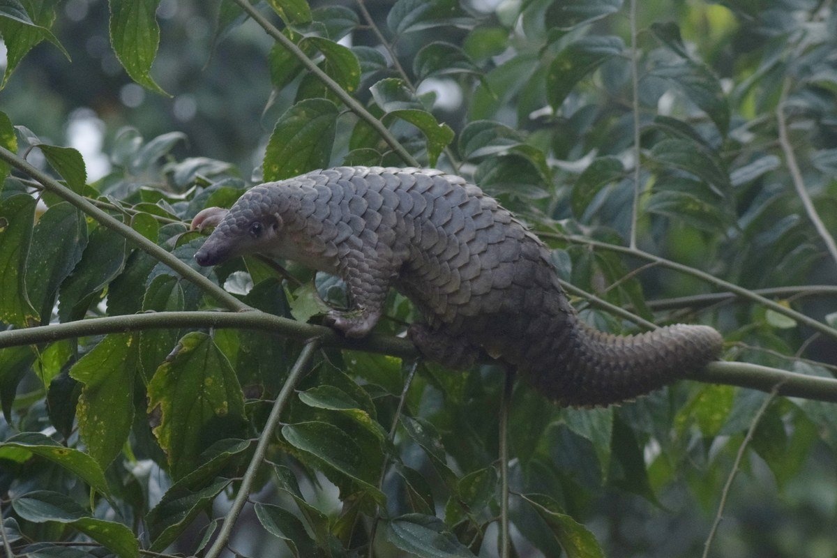 Tenggiling Sunda, also known as Tenggiling Malaya or Jawa (Manis javanica syn. Paramanis javanica) is a representative o