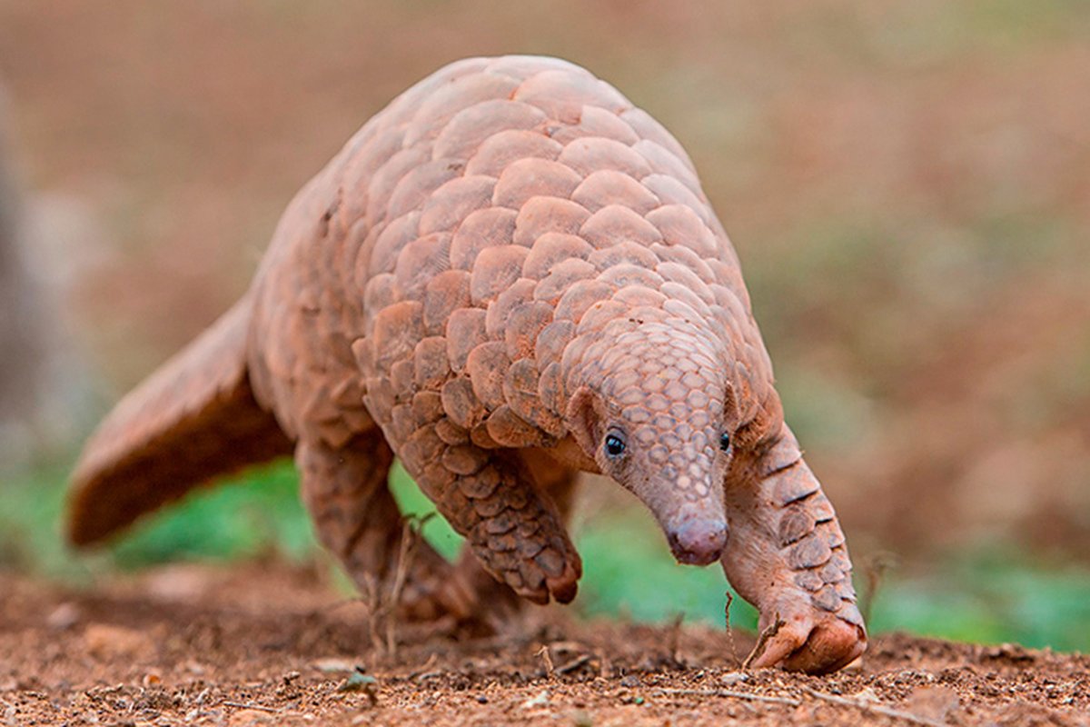 Photo credit to Ajit Huilgol  The United States is co-sponsoring four separate proposals to increase CITES protections f