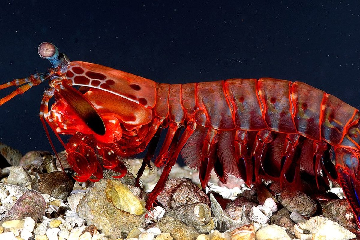 Hình ảnh tôm tít công cái Odontodactylus Scyllarus.