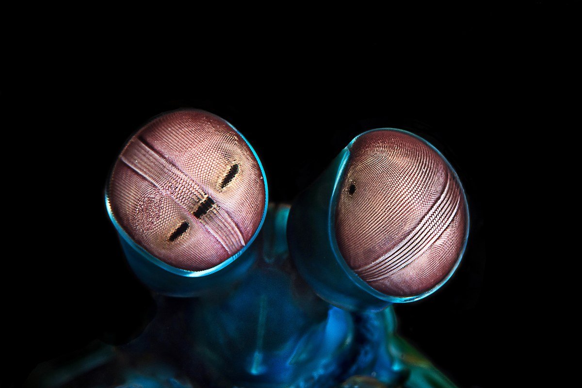 Loài này có kích thước từ 3–18 cm và là loài đào hang, tạo các lỗ hình chữ U trên nền lỏng lẻo gần đáy các rạn san hô tr