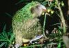 Bí ẩn Vẹt Kākāpō: Loài chim nặng nhất thế giới tỏa mùi mật ong vẹt Kākāpō