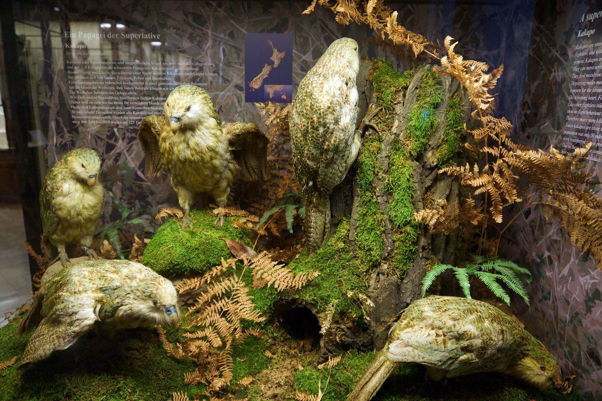 Triển lãm Kakapo tại Bảo tàng Naturhistorisches ở Vienna