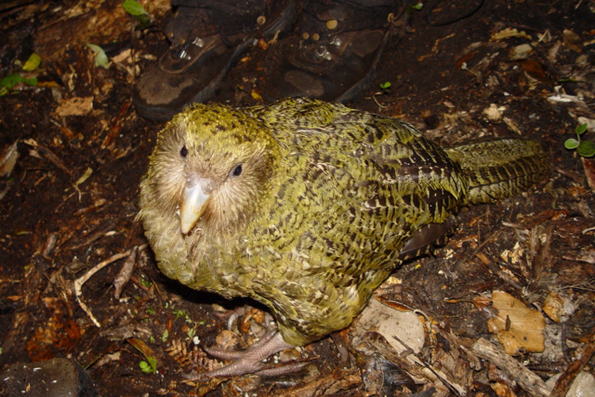 Pura, Kakapo 1 tuổi (Strigops habroptila) trên đảo Codfish.
