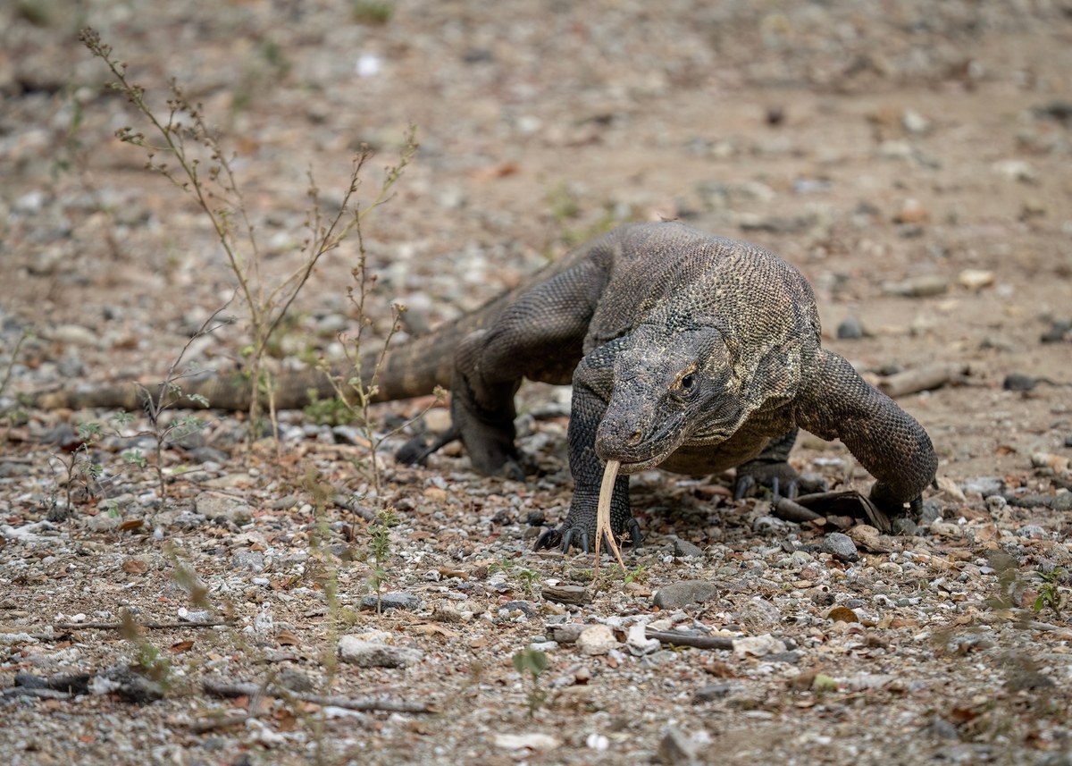 Rồng Komodo
