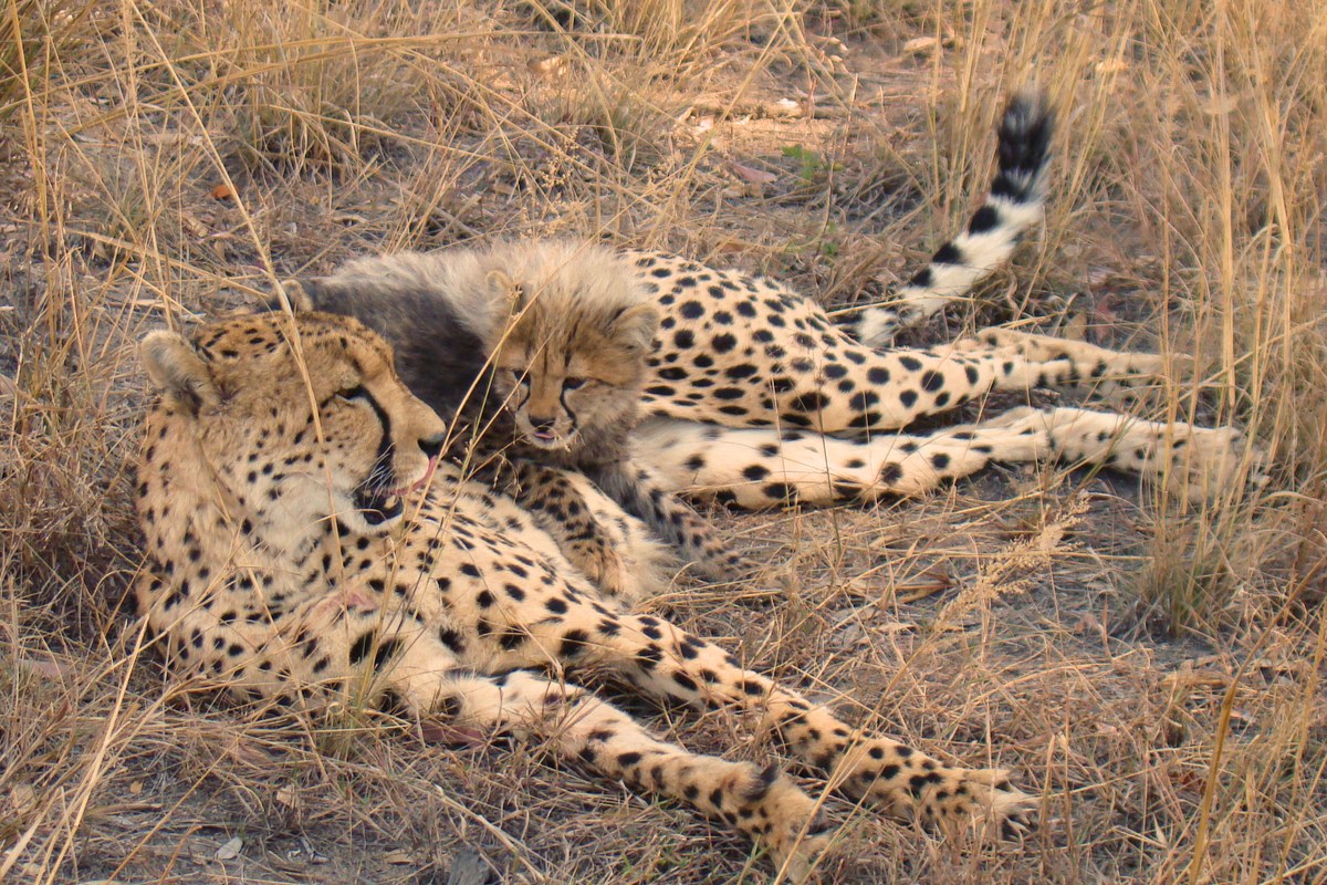 Báo Cheetah Một chú báo con nằm trên mẹ, chụp ảnh tại Khu bảo tồn trò chơi tư nhân Sabi Sand, Nam Phi