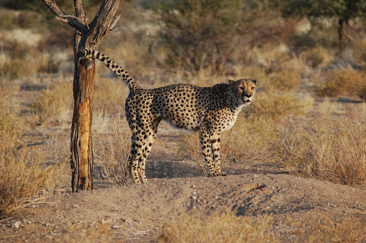 Báo Cheetah Một con báo Nam Phi ở miền nam Namibia