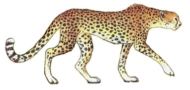 Tại Sao Báo Cheetah Có Đốm Trên Lông?