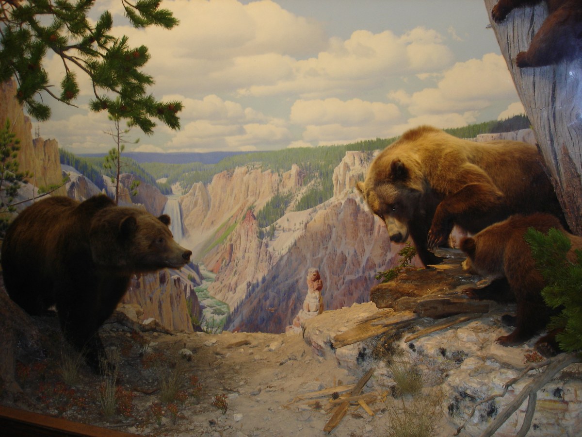 Gấu Grizzly