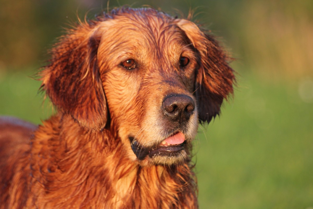 Chó Golden Retriever: Giá Bán, Tính Cách & Cách Chăm Sóc