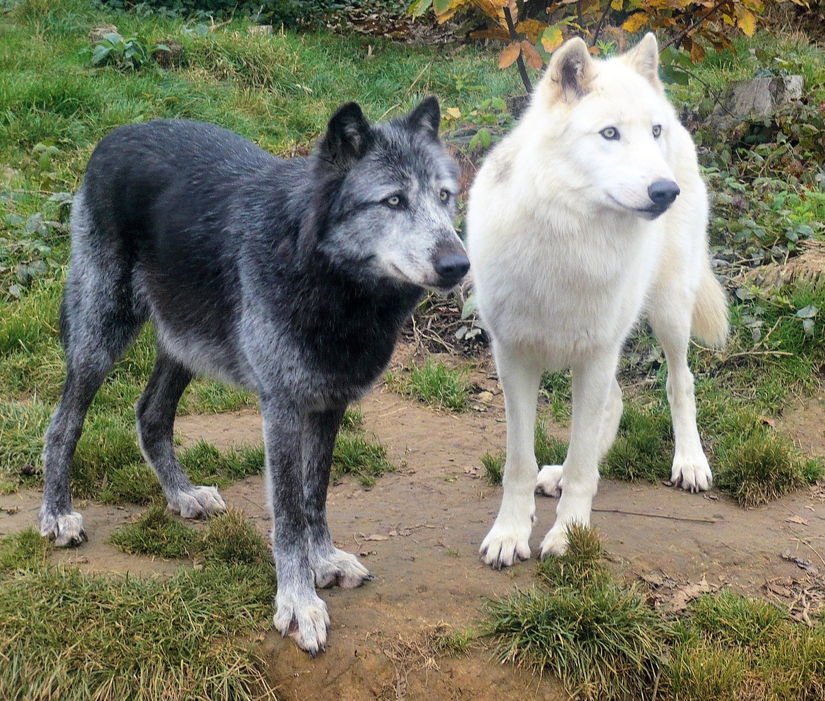 Sói Xám Sói đen trắng - phân loài Canis lupus occidentalis, Vườn thú La Boissière-du-Doré ở Pays de la Lo...