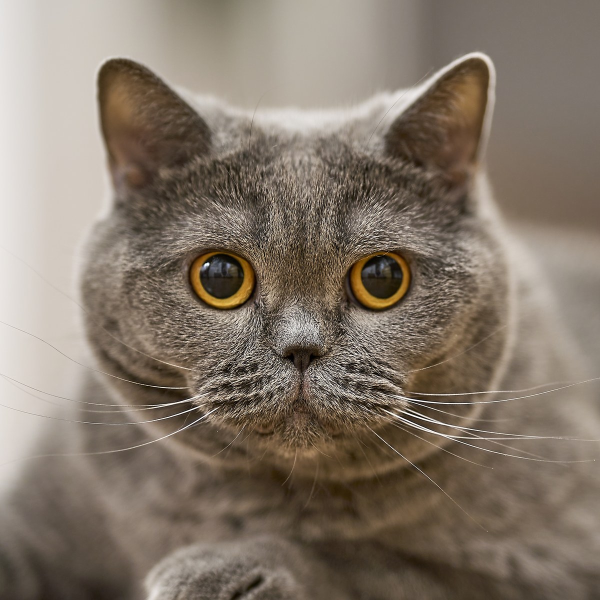 Mèo Anh Lông Ngắn (British Shorthair) – Chú Gấu Bông Biết Đi Trầm Tính