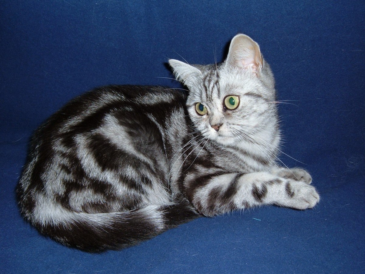 Mèo Anh Lông Ngắn (British Shorthair) – Chú Gấu Bông Biết Đi Trầm Tính