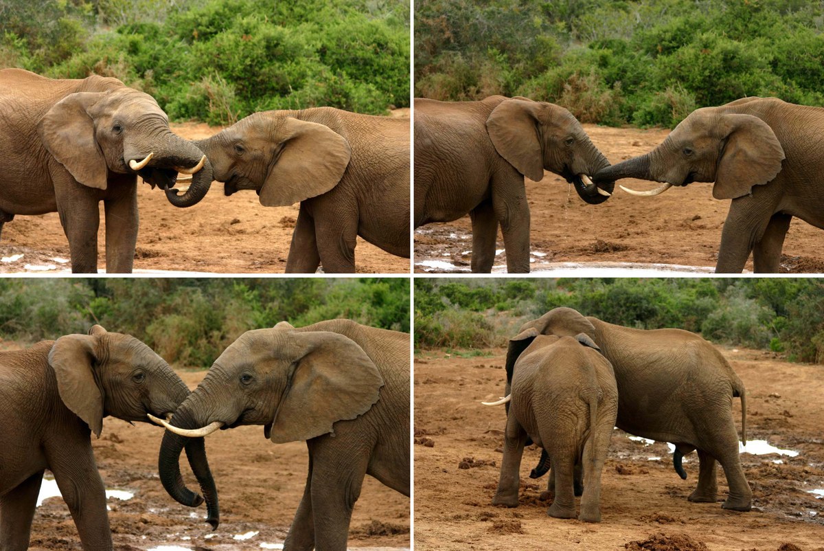 Voi Châu Phi Nghi thức giao phối tổng hợp của voi (Loxodonta africana), Công viên voi Addo, Nam Phi
