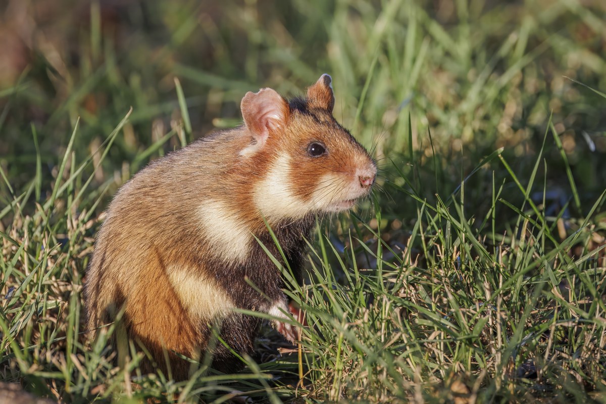 Hamster: Đặc Điểm, Thói Quen Và Cách Nuôi Đúng Cách
