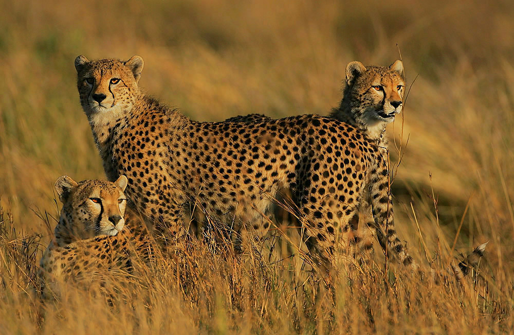 Báo Cheetah Ánh sáng đầu tiên có vẻ là thời điểm thích hợp để đi săn ở Mara vì trời vẫn mát mẻ và ít nguy cơ ...