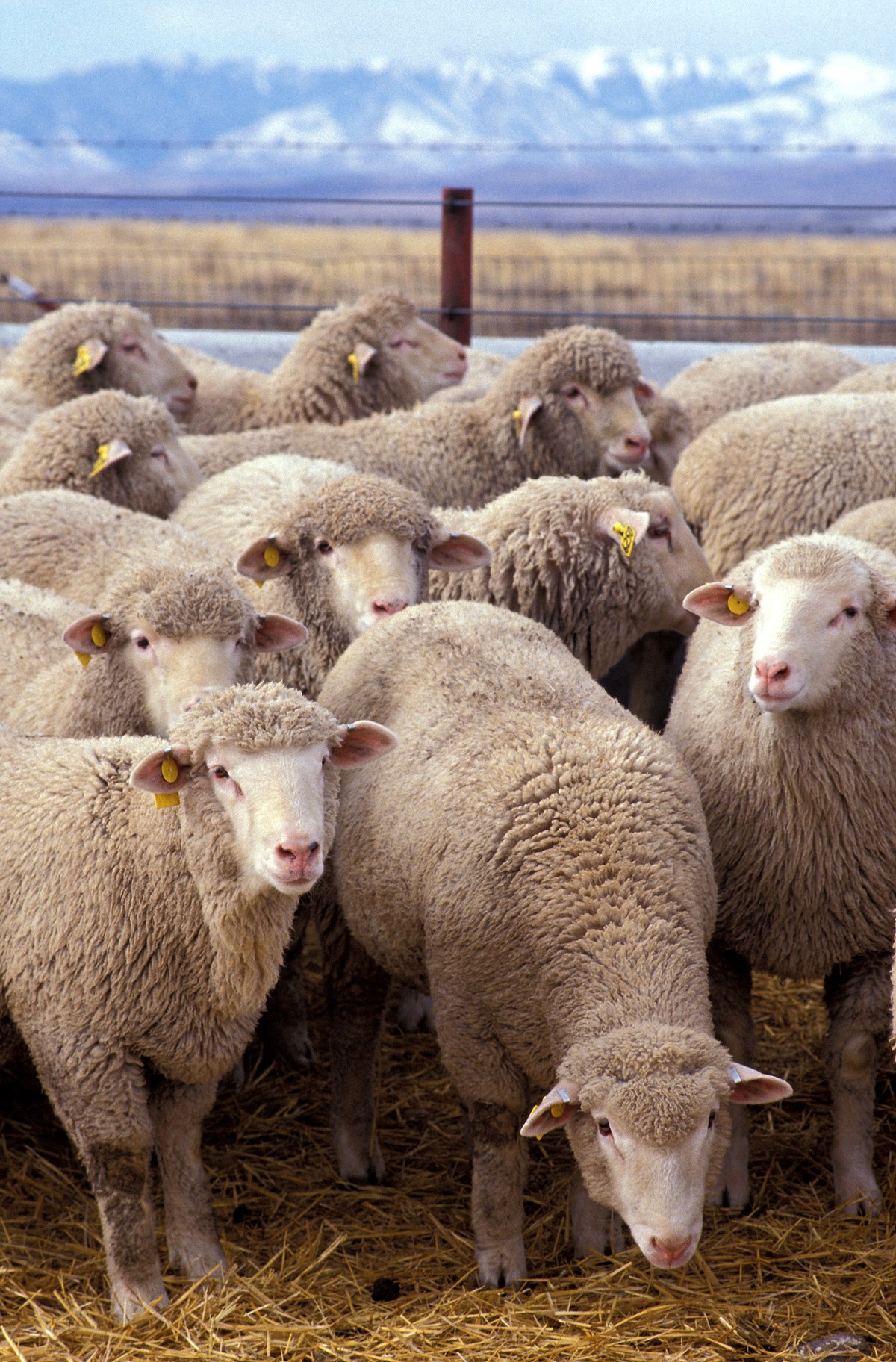 Cừu Mũi Đen Valais