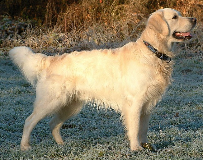 Chó Golden Retriever: Giá Bán, Tính Cách & Cách Chăm Sóc