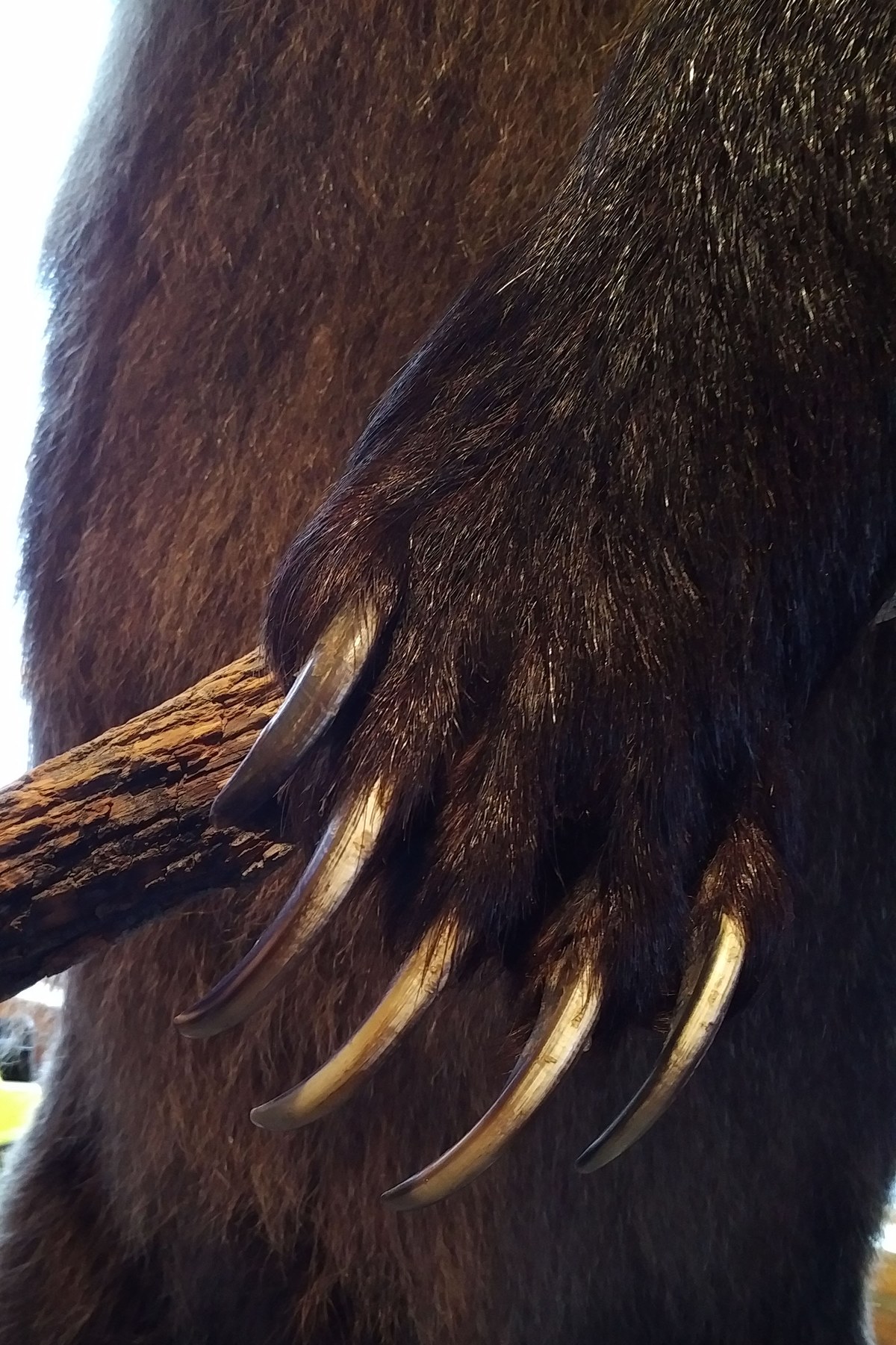 Gấu Grizzly