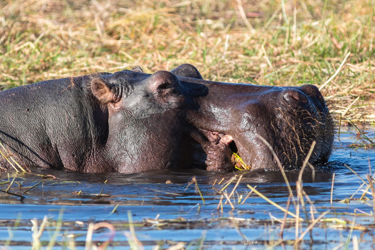 Hà mã (Hippopotamus amphibius), Vườn quốc gia Chobe, Botswana