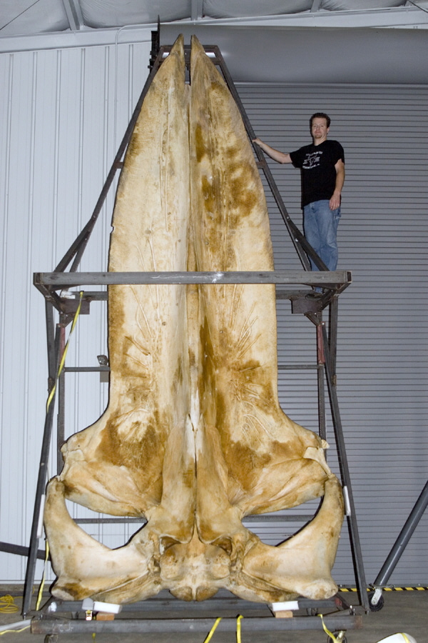 Hộp sọ cá voi xanh dài 19 foot tại Bảo tàng Lịch sử Tự nhiên Smithsonian