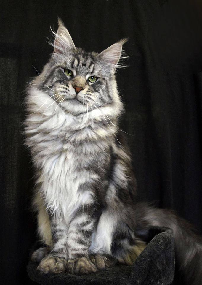 Mèo Maine Coon: Đặc Điểm Và Chi Phí Nuôi Tại Việt Nam
