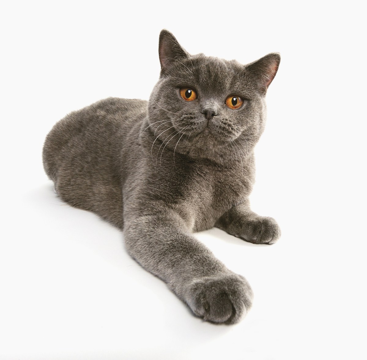 Mèo Anh Lông Ngắn (British Shorthair) – Chú Gấu Bông Biết Đi Trầm Tính