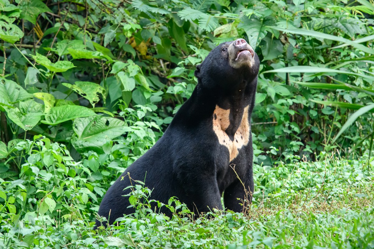 Gấu Chó