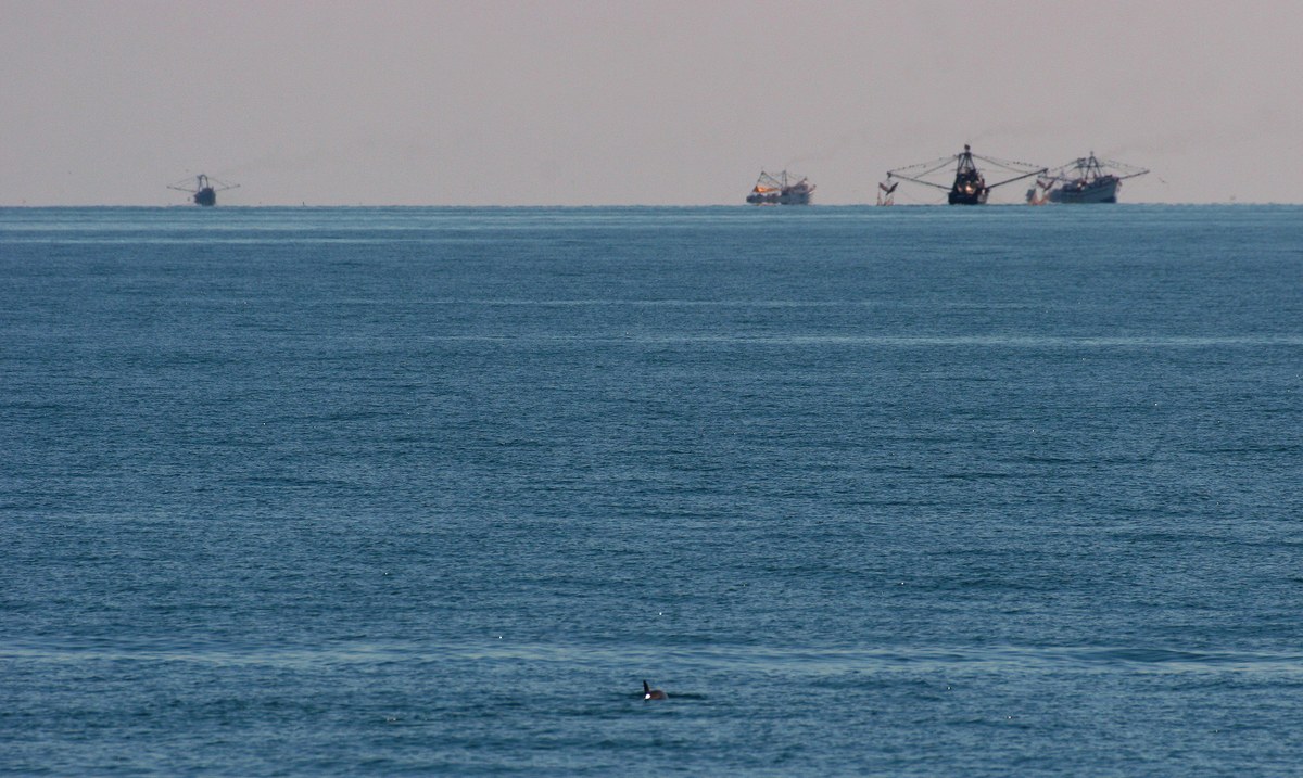 Cá heo Vaquita Một con cá vaquita (Phocoena xoang) ở tiền cảnh với những chiếc thuyền đánh cá ở hậu cảnh