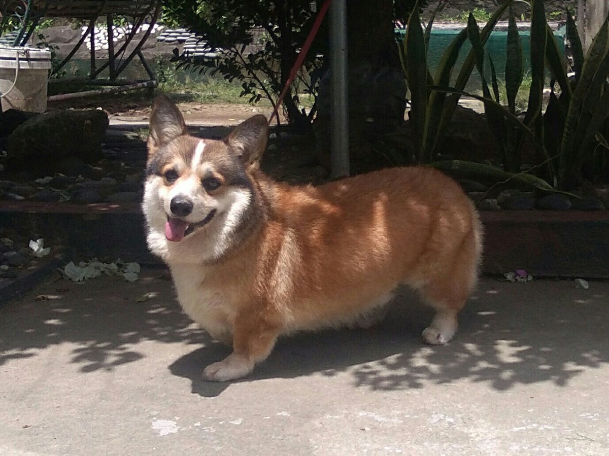Chó Corgi (Welsh Corgi): Bí Ẩn Về Giống Chó Chân Ngắn Hoàng Gia